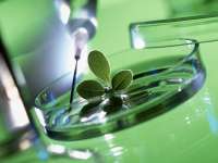 Энциклопедия лекарственных трав и растений